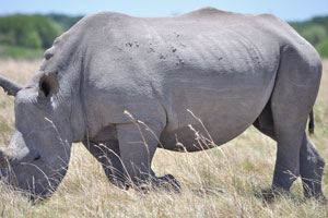 A mighty rhinoceros
