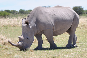 Four rhinoceroses
