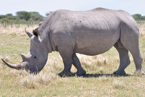 A rhinoceros with a long horn