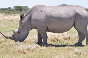 A strong rhinoceros