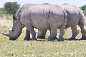 Two robust rhinoceroses