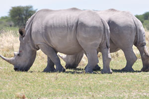 Two awesome rhinoceroses
