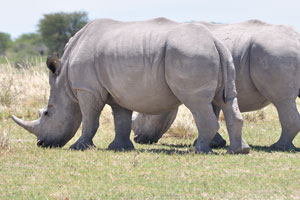 Two great rhinoceroses