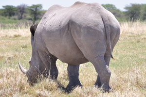 A rear side of a rhinoceros