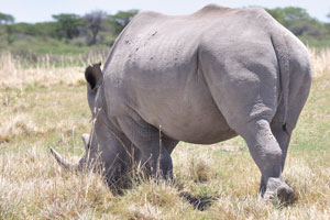 This is a rear side of a rhinoceros