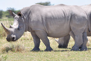 One rhinoceros is looking on us