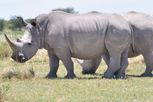 Our planet is home to five species of rhinoceros
