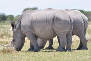 Rhinoceroses are known for their awesome, giant horns that grow from their snouts