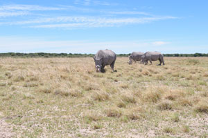 Three rhinoceroses are walking along the dry grass