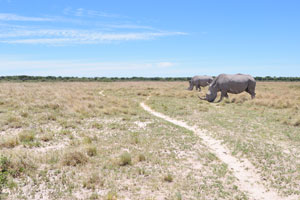 Rhinoceroses are some of the biggest animals in world