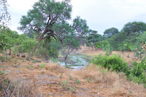 The Khwai River extends from the Okavango River and forms part of the northern border of Moremi Game Reserve