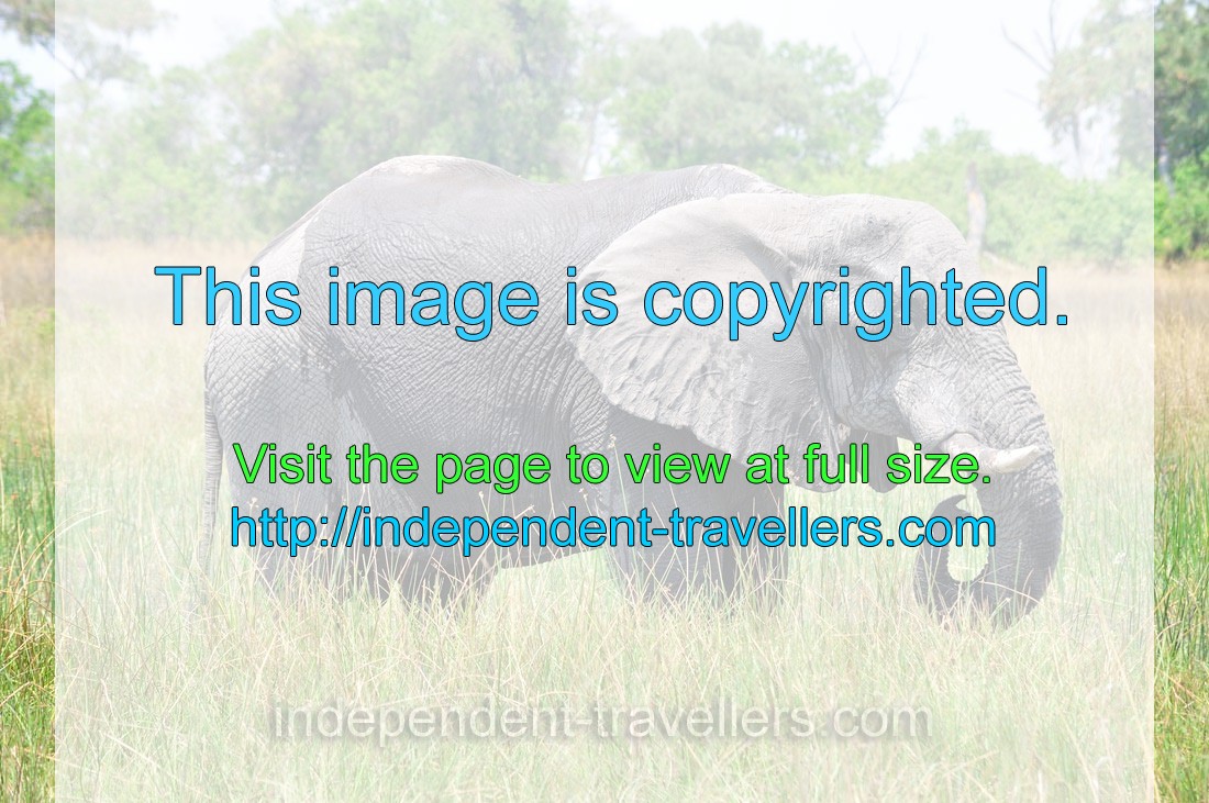 An elephant is grazing in the Okavango swamps