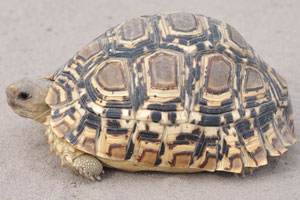 A leopard tortoise