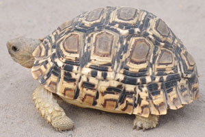 The leopard tortoise “Stigmochelys pardalis” is an attractively marked tortoise