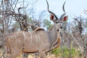 A male greater kudu
