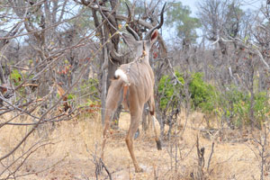 A rear side of a male greater kudu
