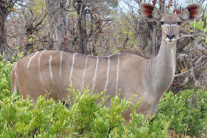 A female greater kudu