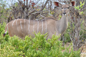 A female greater kudu is wonderful