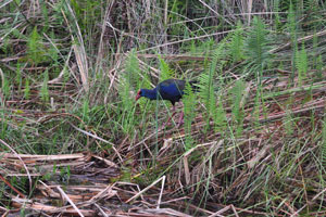 The African swamphen “Porphyrio madagascariensis” is found in Botswana, Namibia, Zimbabwe, South Africa and Mozambique