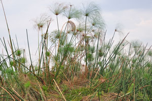 Papyrus growing wild in the Okavango swamps
