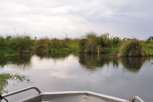 Tranquil waters in the Okavango swamps
