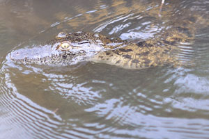 A crocodile hatchling
