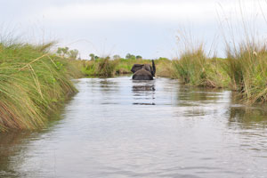 An Elephant is walking in front of the boat