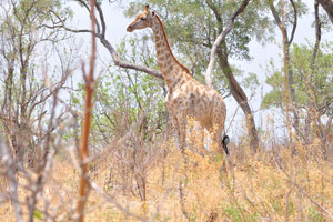 A giraffe is standing in full-length
