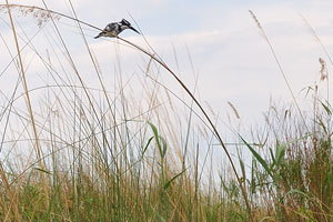A pied kingfisher
