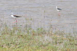 The black-winged stilt “Himantopus himantopus” is a widely distributed very long-legged wader in the avocet and stilt family