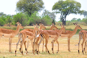 A female herd of the impala