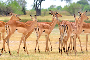 Female impalas