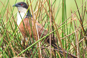 The coppery-tailed coucal has a black head, white underparts, a brown rump with a coppery-sheen and a blackish-brown tail