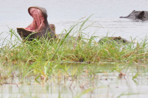 A hippo is yawning