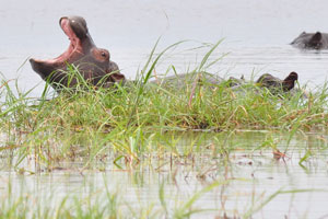 A hippopotamus is yawning