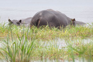 A gigantic hippopotamus