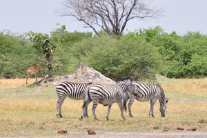 Three Burchell's zebras and an Impala ram
