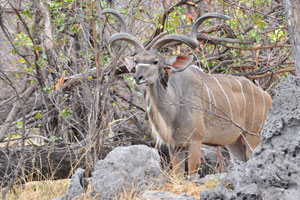 Predators of the greater kudu generally consist of lions, hyenas, and hunting dogs
