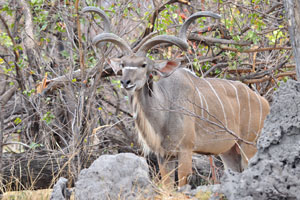 A male greater kudu with a bird on his neck
