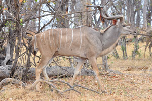 A male greater kudu is amazing