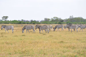 A herd of Burchell's zebras