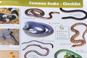 The tourist map: “Small Mammals, Snakes” (pages 31-32)
