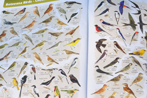 The tourist map: “Botswana Birds” (pages 35-36)