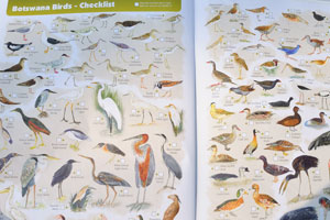 The tourist map: “Botswana Birds” (pages 39-40)