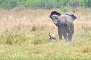 An elephant is chasing a spotted hyena