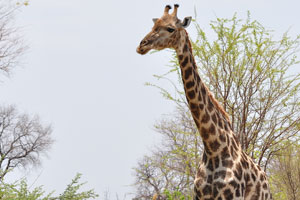 A neck of a giraffe