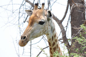 A curious head of a giraffe