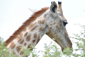 A scratched head of a giraffe