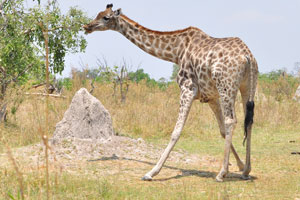 A giraffe is eating green leaves with its legs apart