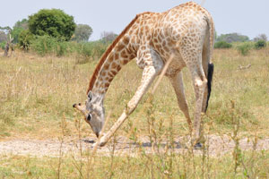 A giraffe has found something in the ground with its legs apart